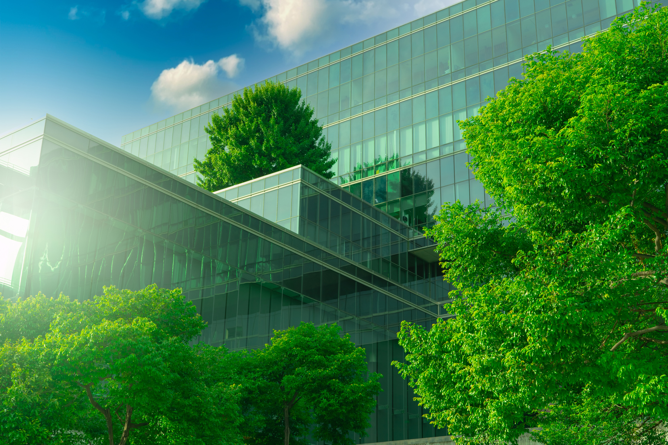  Green Tree Forest on Sustainable Glass Building